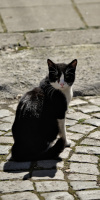cat 2026.01 dt