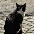 cat 2026.01 dt