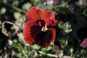 viola 2026.03 dt
