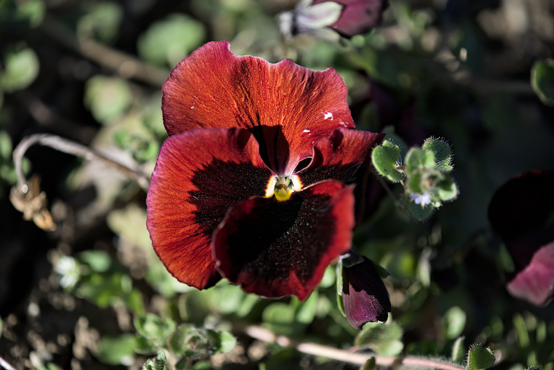viola 2026.03_dt.jpg