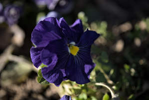 viola 2026.04 dt