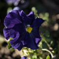 viola 2026.04 dt