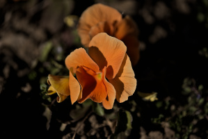 viola 2026.05 dt