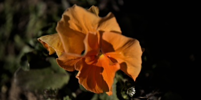viola 2026.06 dt