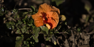 viola 2026.08 dt