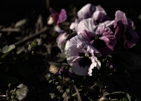 viola 2026.09 dt