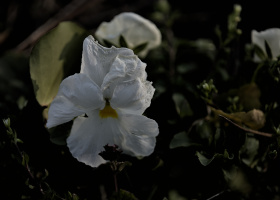 viola 2026.10 dt