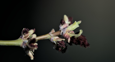 macro 2026.26 dt