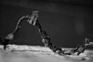 macro 2026.27 dt bw