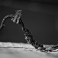 macro 2026.27 dt bw