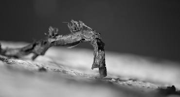 macro 2026.28 dt bw