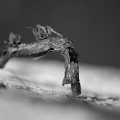 macro 2026.28 dt bw