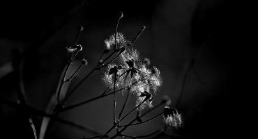 macro 2026.29 dt bw