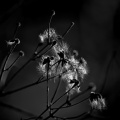 macro 2026.29 dt bw