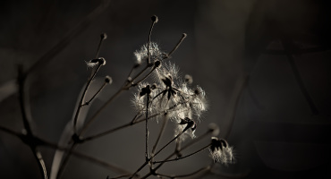 macro 2026.29 dt