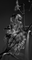 macro 2026.30 dt bw