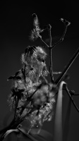 macro 2026.31 dt bw