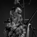 macro 2026.31 dt bw