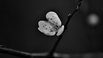 blossom.macro.2026.01 dt bw
