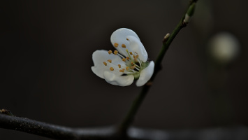 blossom.macro.2026.01 dt
