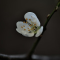 blossom.macro.2026.01 dt