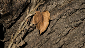 leaves 2026.23 dt