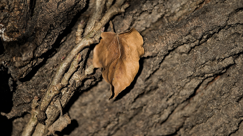 leaves 2026.23_dt.jpg