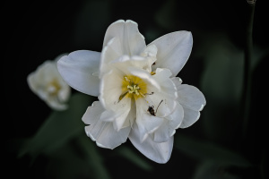 narcissus 2020.07 dt