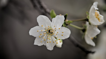 blossom.macro.2026.02 dt