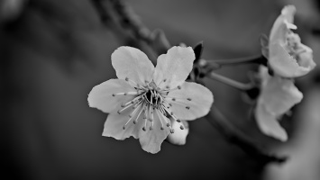 blossom.macro.2026.02 dt bw