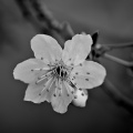 blossom.macro.2026.02 dt bw