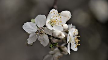 blossom.macro.2026.03 dt