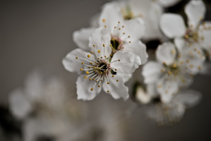 blossom.macro.2026.04 dt