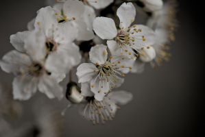 blossom.macro.2026.05 dt