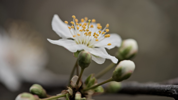 blossom.macro.2026.06 dt