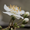 blossom.macro.2026.06 dt
