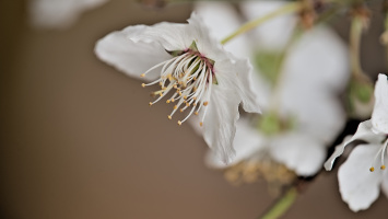 blossom.macro.2026.07 dt