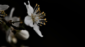 blossom.macro.2026.08 dt