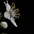 blossom.macro.2026.08 dt