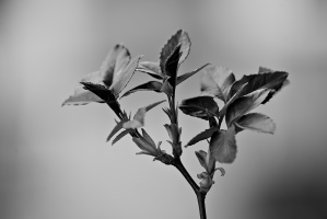 macro 2026.32 dt bw