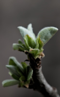 cydonia.oblonga.macro.2026.01 dt