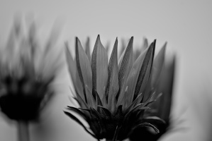 bricolage 2026.06 dt bw