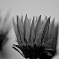 bricolage 2026.06 dt bw
