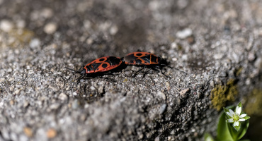 pyrrhocoris apterus 2026.01 dt