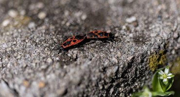pyrrhocoris apterus 2026.02 dt