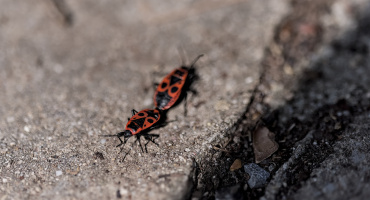pyrrhocoris apterus 2026.03 dt
