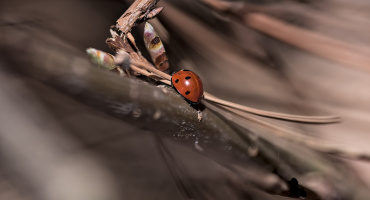 coccinellidae 2026.01 dt