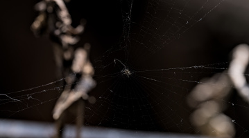 spider 2026.01 dt