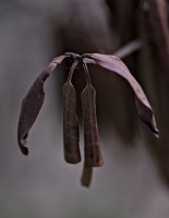 leaves 2026.24 dt
