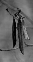 leaves 2026.25 dt bw